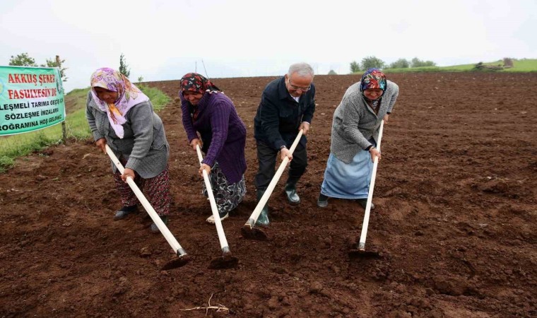 Başkan Güler: “Akkuş Fasulyesine Avrupa Birliği coğrafi işaret almak için çalışmalar yapılıyor”