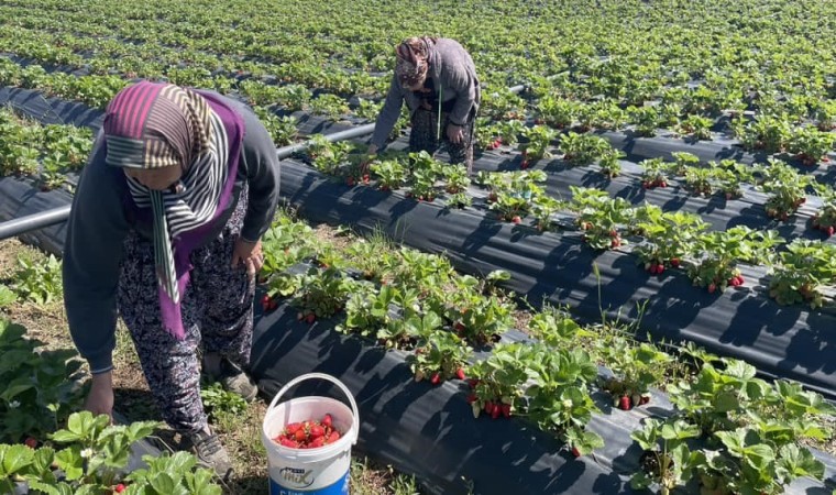 Beyşehirde çilek bahçelerinde hasat mesaisi başladı