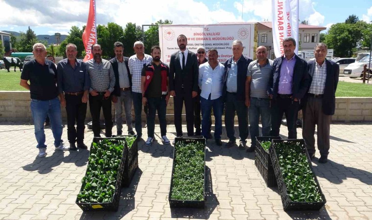 Bingölde çiftçiye 390 bin fide dağıtıldı