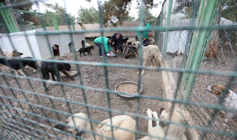 Büyükşehirin sokak hayvanları için kurduğu model Türkiyeye örnek oluyor