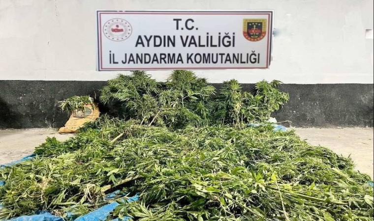 Ektikleri kenevirleri sularlarken yakalandılar