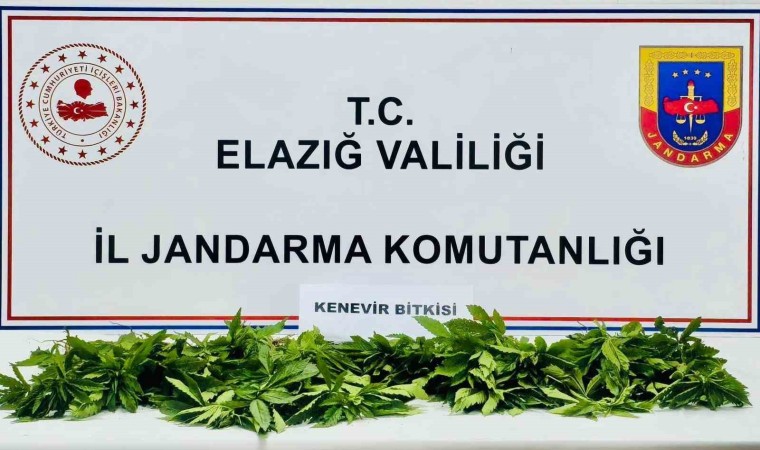 Elazığda 158 kök kenevir ele geçirildi