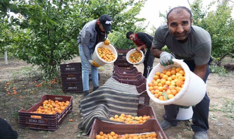 Enkaz kentte kayısı hasadı: Tarladan 20 TLye yurt içine, 25 TLden yurt dışına satılıyor