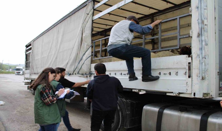 Erzincanda kurbanlık sevkine sıkı denetim