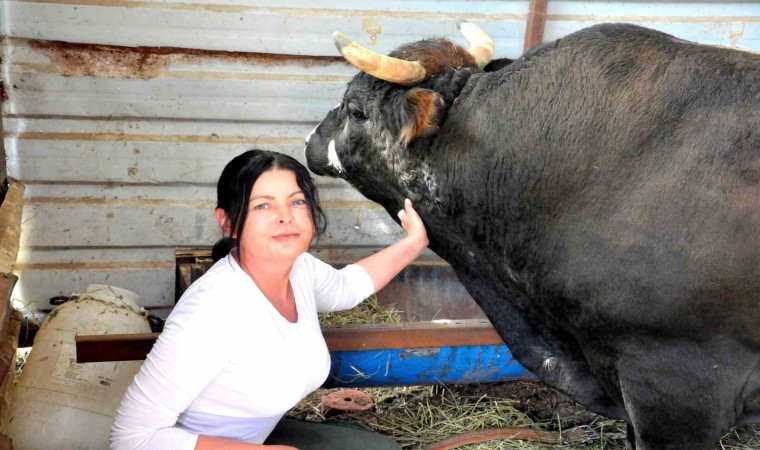 Feriştah hanımın boğa sevgisi görenleri şaşırtıyor