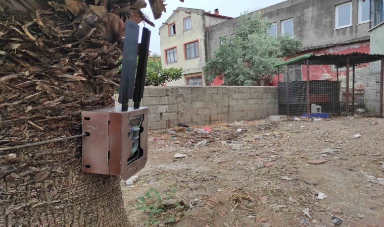 Fethiyede piton yılanının bulunması için fotokapan kuruldu