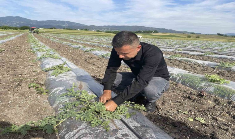 Hava sıcaklığını dengelemek isteyen çiftçi, malç naylonu kullanarak 200 dönüm araziye karpuz ekti