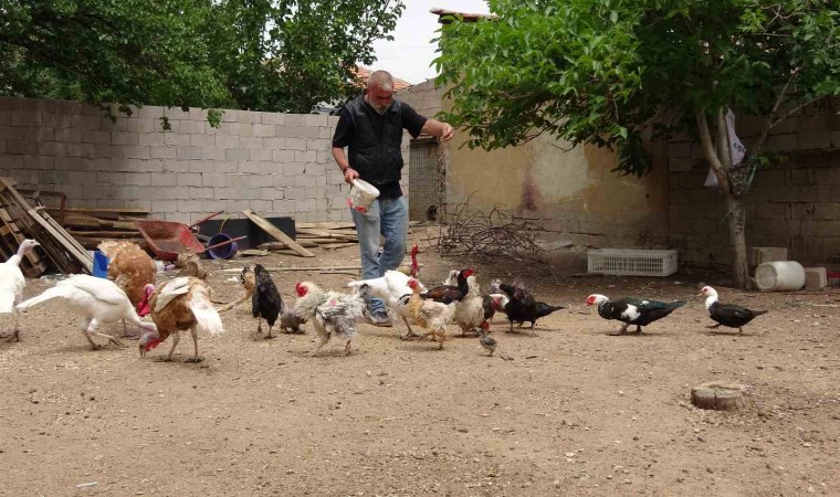 Hayvanat bahçesi değil evinin bahçesi, adeta Ali Babanın çiftliği