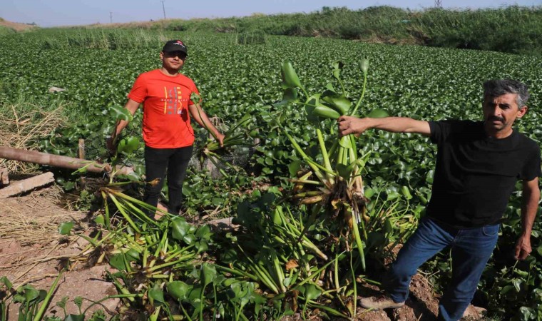 İstilacı su sümbülleri, Asi Nehrini adeta görülmez hale getirdi