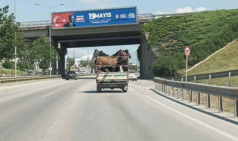 Kamyonetin kasasına 5 adet at sığdırdı