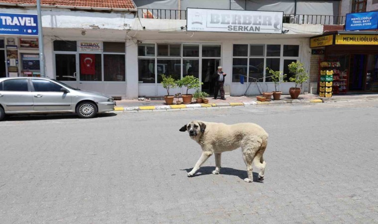 Kapadokyada sokak köpekleri turizmi de etkiliyor