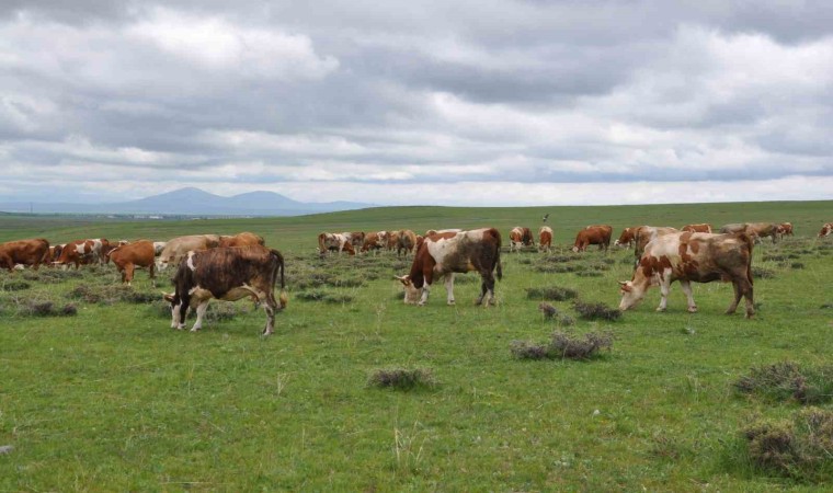 Karsta uzmanlardan kurban seçimi uyarısı