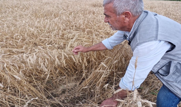 Kuvvetli yağış hasat olgunluğuna gelen buğdaya zarar verdi