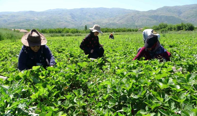 Malatyada “kırmızı elmas hasadı başladı