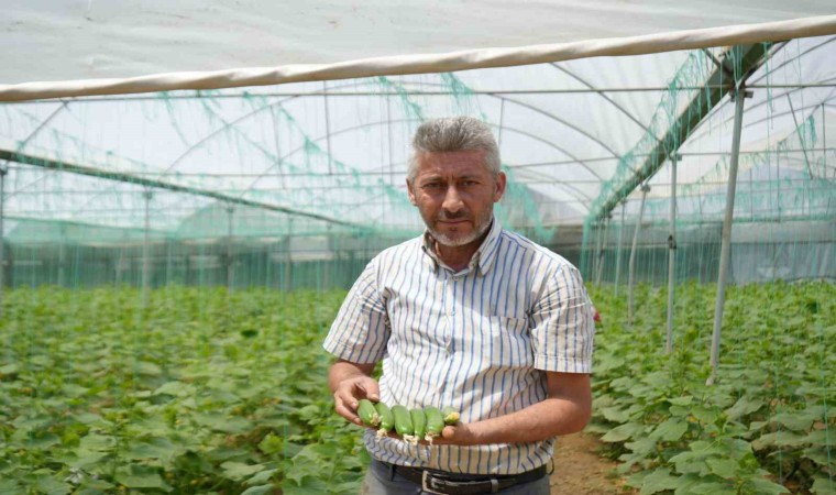 Marmaranın Küçük Antalyası olarak bilinen Söğüt ve İnhisar ilçelerine bağlı köylerde salatalık hasadı başladı