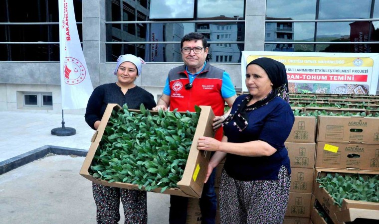 Muğla bu projeyle enginar üssü olacak