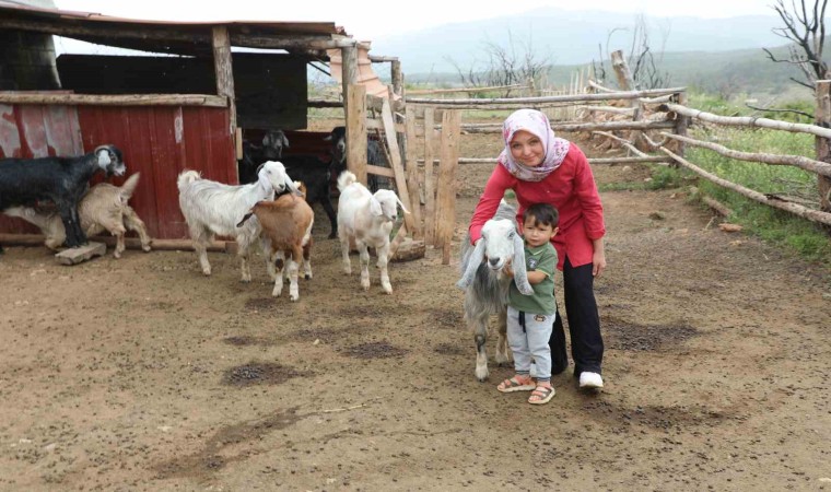 Muğla Büyükşehir ‘Kıl Keçisi Projesi meyvelerini vermeye başladı