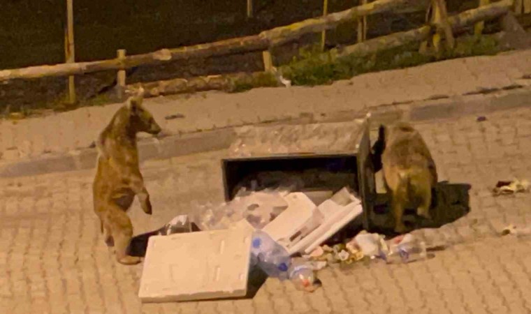 Sarıkamışta boz ayılar sokaklarda cirit atıyor