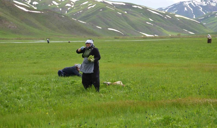 Şırnakta sirik otu için 200 kilometre yol gidiyorlar