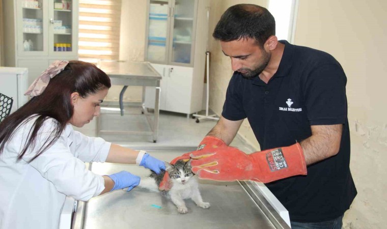 Şırnakta yaralı ve hasta hayvanlara belediyenin merkezinde sahip çıkılıyor