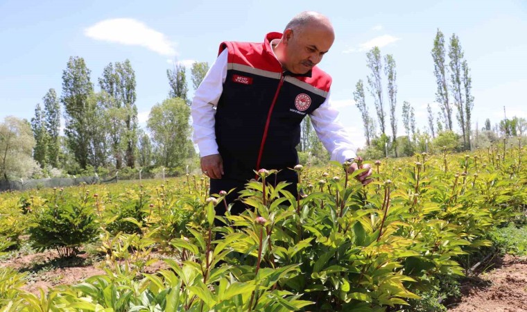 Sivasta Şakayık çiçeği hasadı başladı