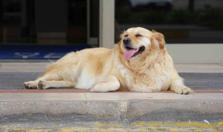 ‘Sokak köpekleri için umut dolu proje