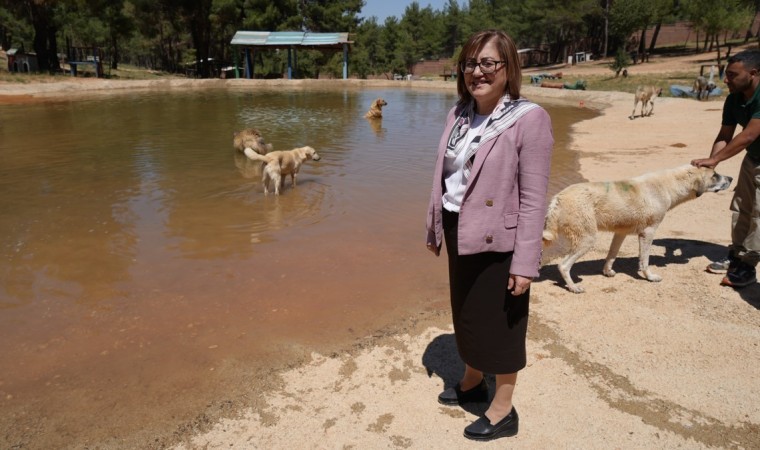 Türkiyede gündem olan köpek sorununa Gaziantepte örnek çözüm