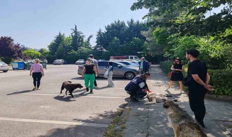 Yahya Kaptandaki saldırgan köpeklere müdahale