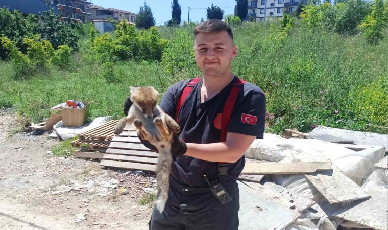 Yalovada binanın bodrumuna giren tilkiyi itfaiye kurtardı