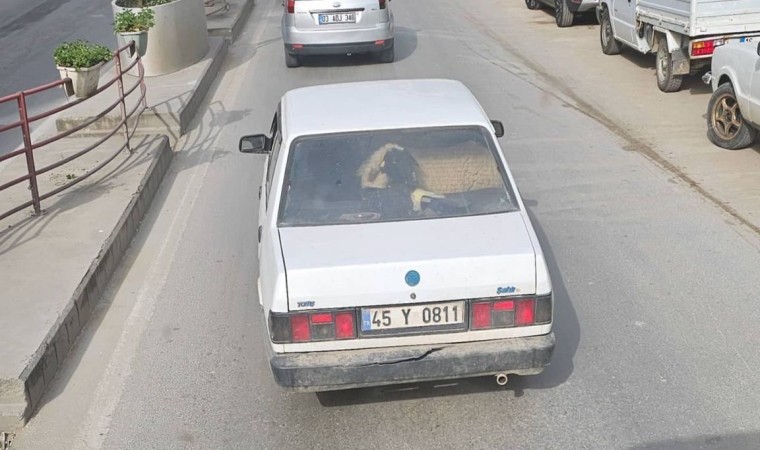 Yalovada otomobilin arka koltuğunda koyunu görenler şaştı kaldı