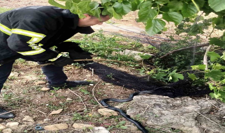 Yayladağda itfaiye ekipleri ağlarda mahsur kalan yılanı kurtardı