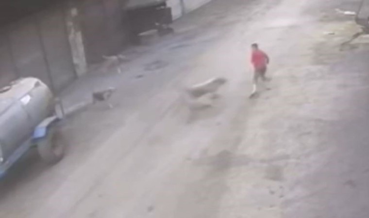 Adanada 14 yaşındaki çocuk başıboş köpeklerin saldırısına uğradı