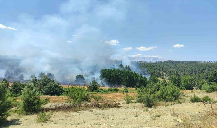 Adanada orman yangını