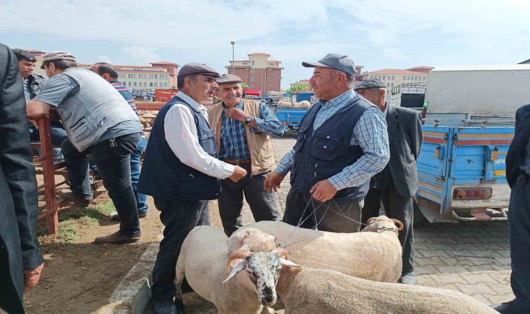 Afyonkarahisarda küçükbaş kurbanlıklar müşterilerini bekliyor