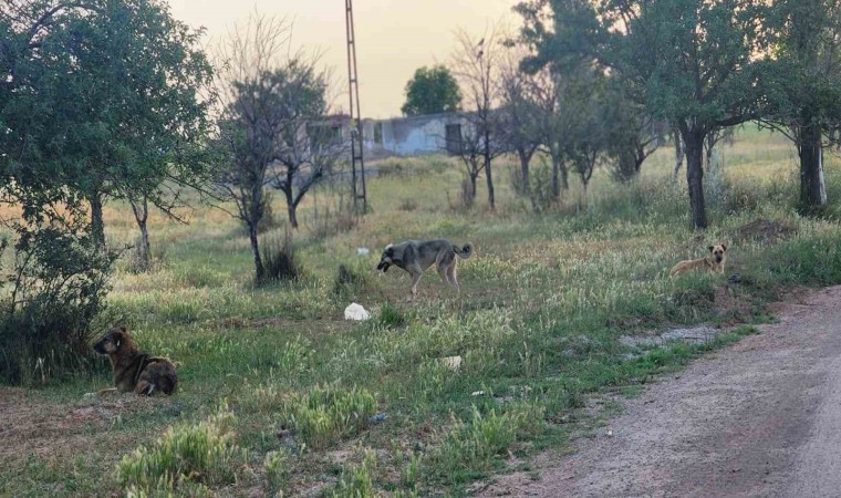 Akyurtta başıboş köpekler 4 koyunu telef etti