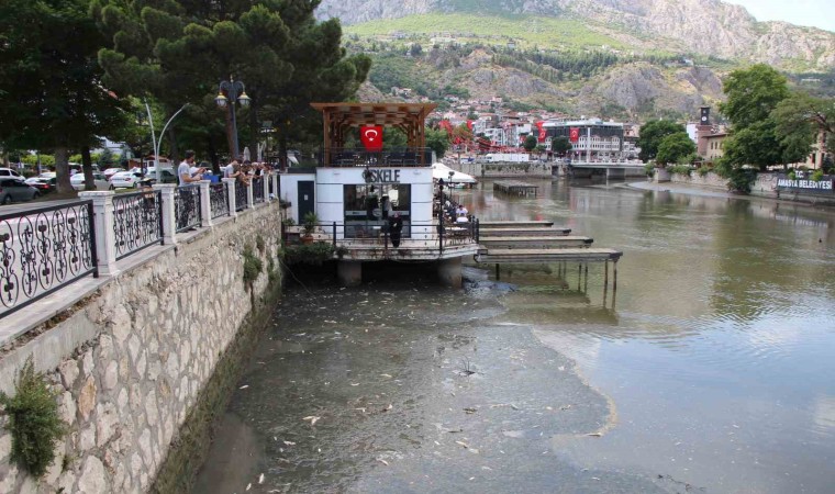 Amasyada Yeşilırmak Nehrinde balık ölümleri: Balık tutanlar ‘zehirli olabilir diye uyarıldı