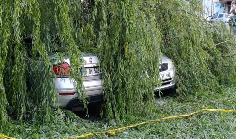 Ankarada söğüt ağacı park halindeki araçların üzerine devrildi