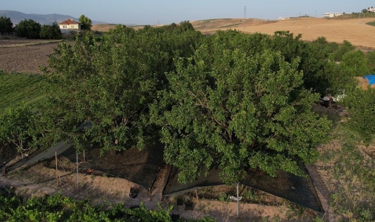 Ankaranın Ayaş ilçesinde dut hasadı başladı