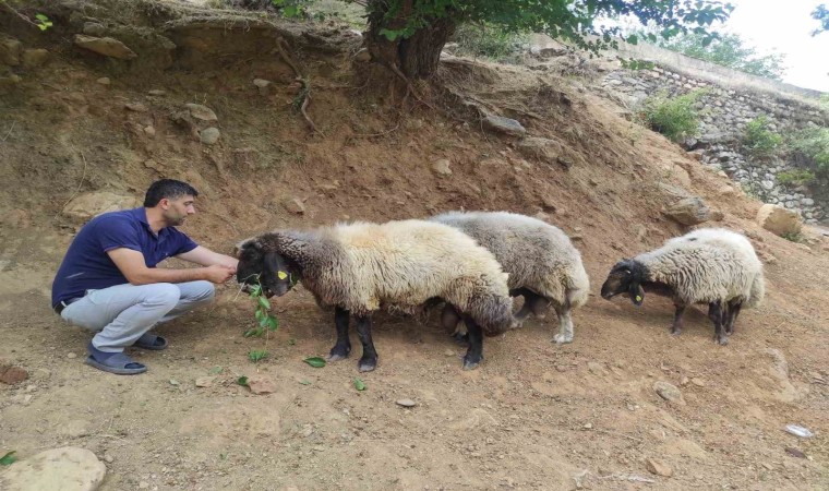 Arefe gecesi firar eden 3 koç, 20 kilometre uzaklıkta bulundu