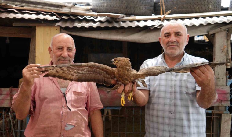 Arnavutköyde hayvanlarını otlatırken yaralı şahin buldu