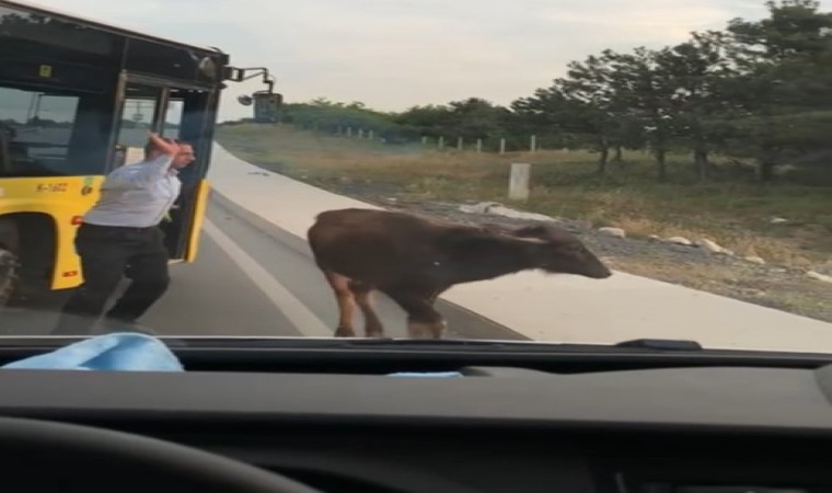 Arnavutköyde yola çıkan manda yavrusu trafiği birbirine kattı