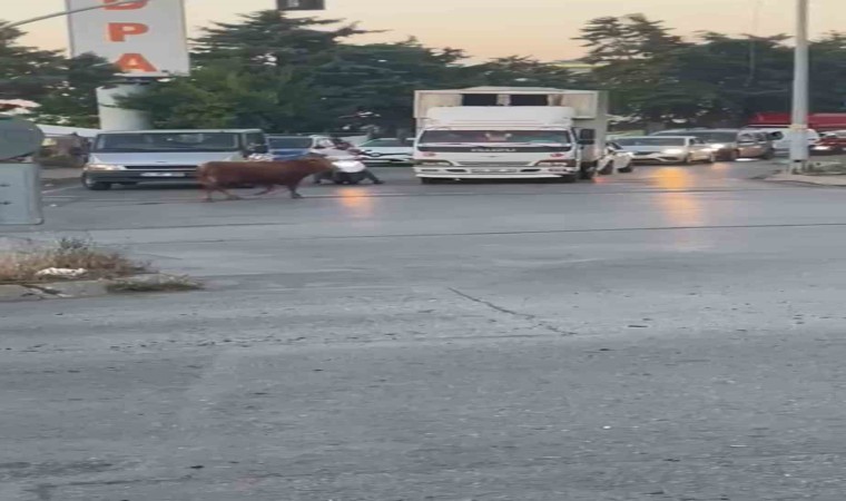 Ataşehirde kaçan kurbanlık vatandaşlara zor anlar yaşattı