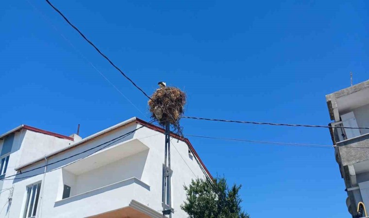 Avcılarda yıllardır aynı direğe yuva yapan Hacı Leylek mahallenin maskotu oldu