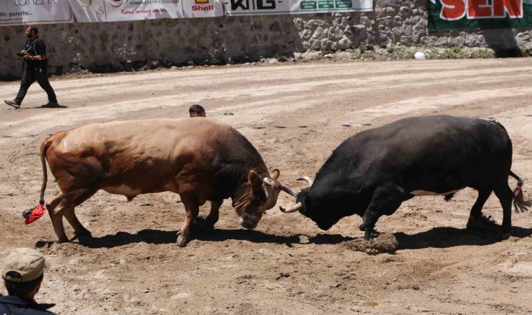 Ayderde kıyasıya boğa güreşleri