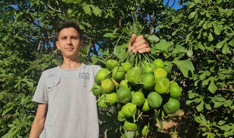 Aydın incirinde ilekleme aralıksız sürüyor