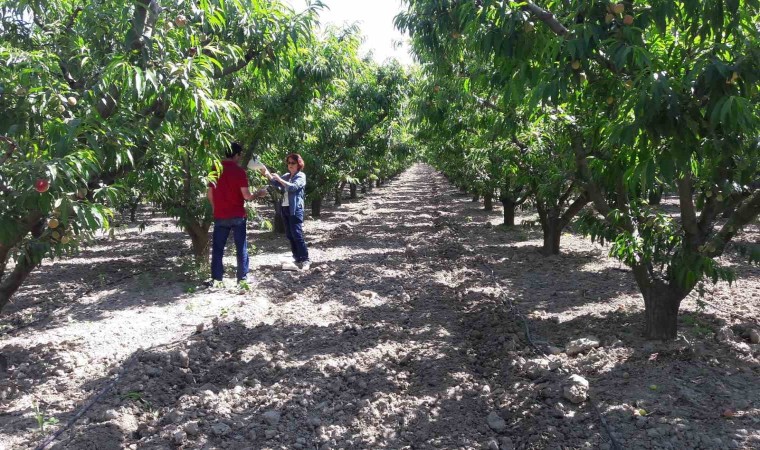 Aydında 17 ekiple 40 bahçede mücadele devam ediyor