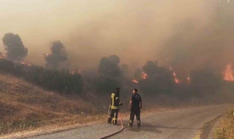 Aydında orman yangını