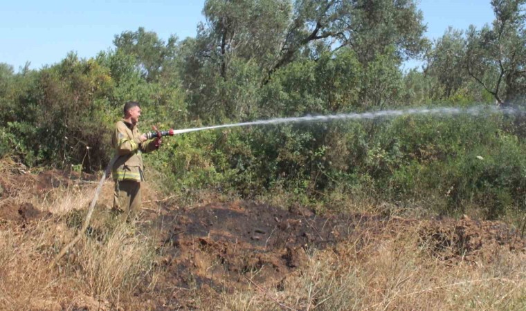 Balıkesirdeki yangında yüzlerce zeytin ve meyve ağacı zarar gördü