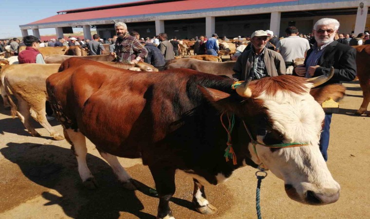 Bayburtta kurban pazarında hareketlilik başladı