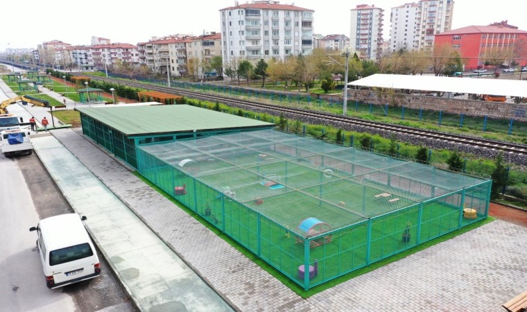 Bu kasabada kediler otel konforunda yaşıyor